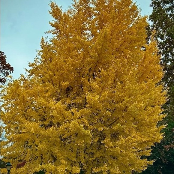 Loving the fall foliage! - Picture 3 of 5